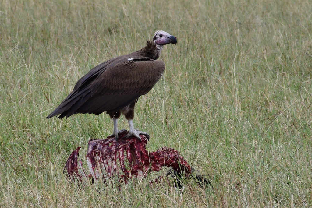 Drive to Central Serengeti